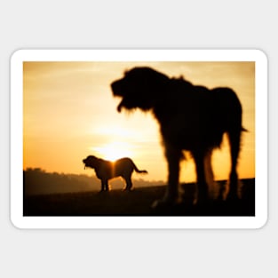 Italian Spinone Silhouettes Sticker